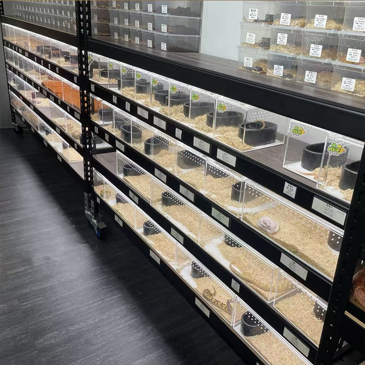 Акриловый герметичный террариум для пауков, рогатых лягушек, гекконов, змей, рептилий, в наличии и готов к отправке.