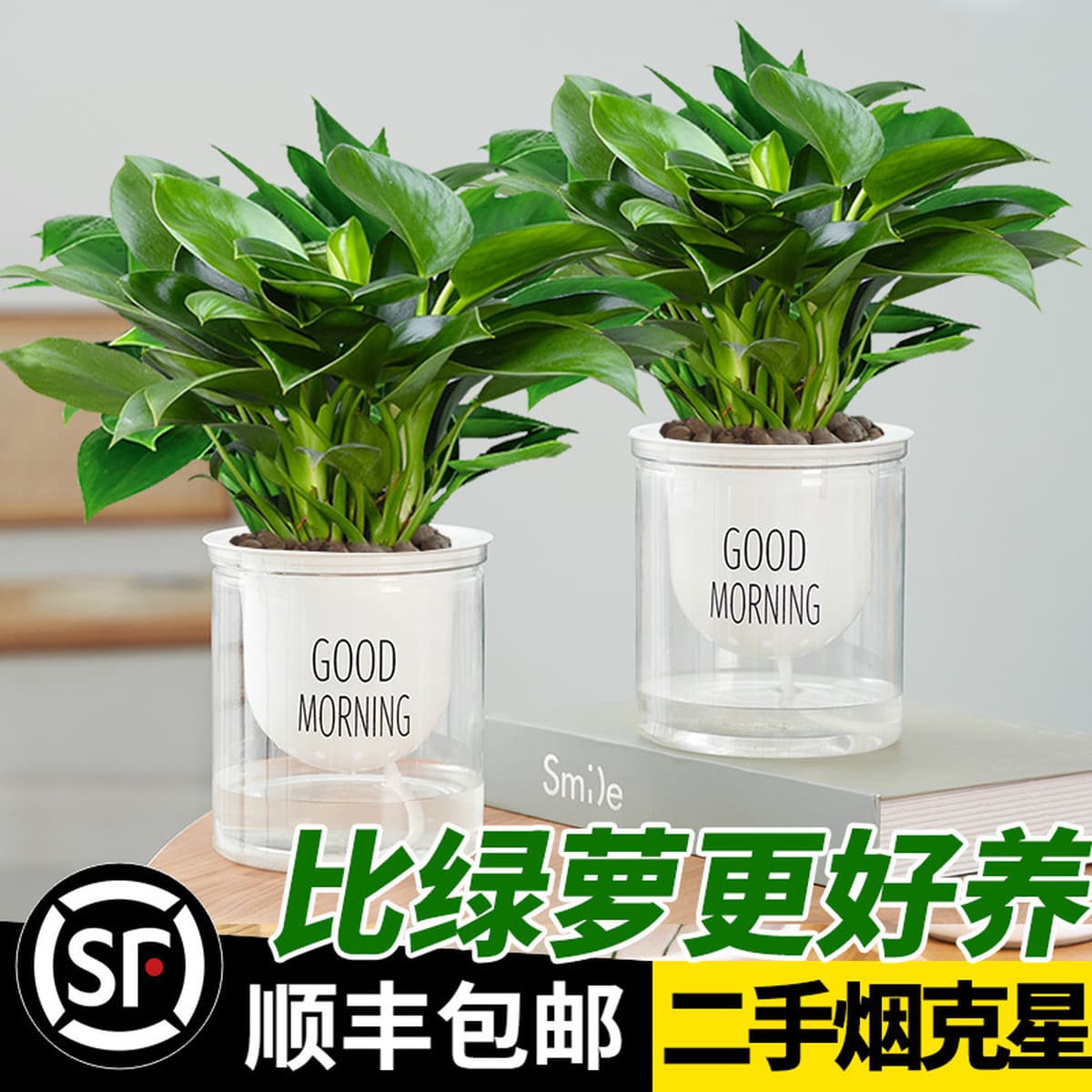 Золотистое растение в горшке, имитирующее платиновый бриллиант, с крупными зелеными листьями, гидропонное, суккулент, легко...