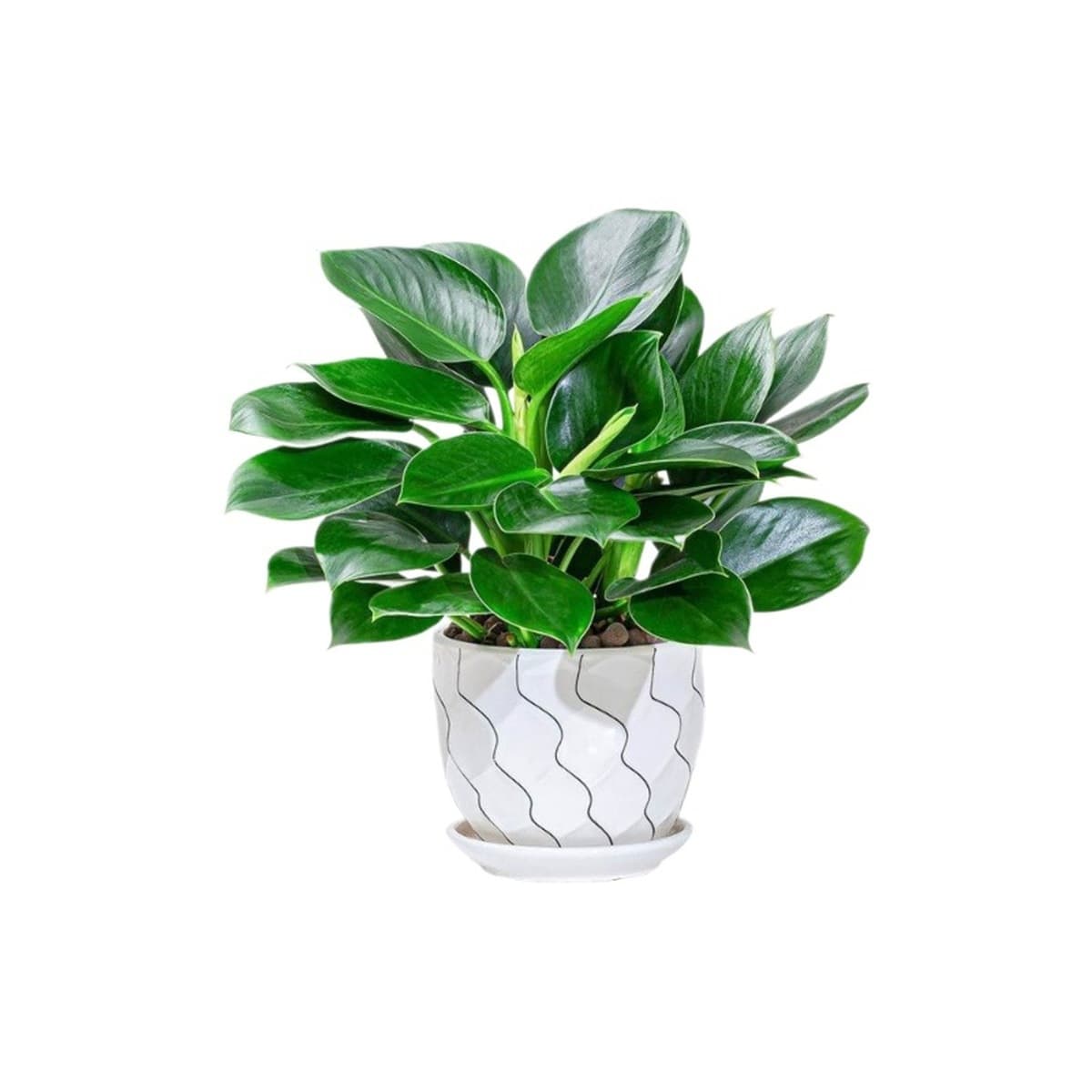 Золотистое растение в горшке, имитирующее платиновый бриллиант, с крупными зелеными листьями, гидропонное, суккулент, легко...