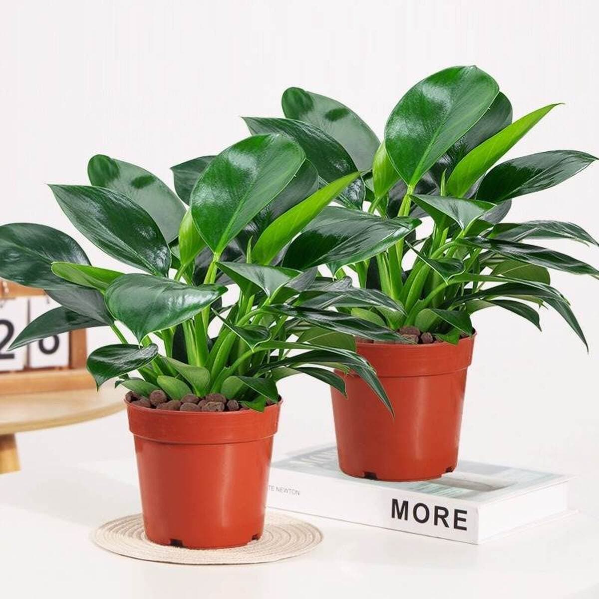 Золотистое растение в горшке, имитирующее платиновый бриллиант, с крупными зелеными листьями, гидропонное, суккулент, легко...