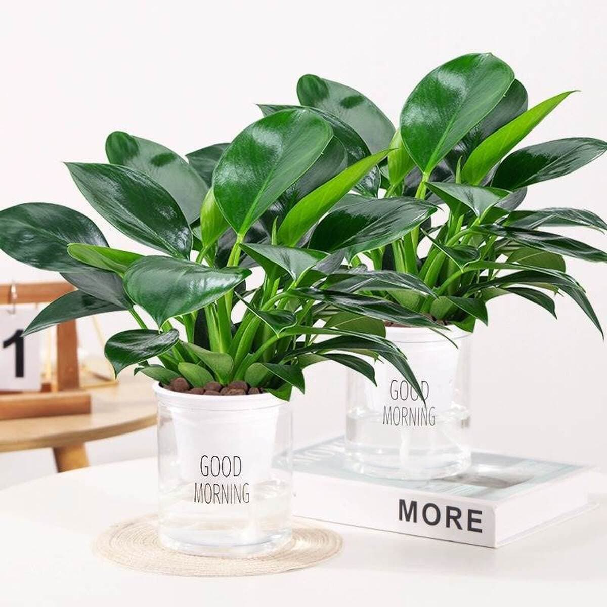 Золотистое растение в горшке, имитирующее платиновый бриллиант, с крупными зелеными листьями, гидропонное, суккулент, легко...