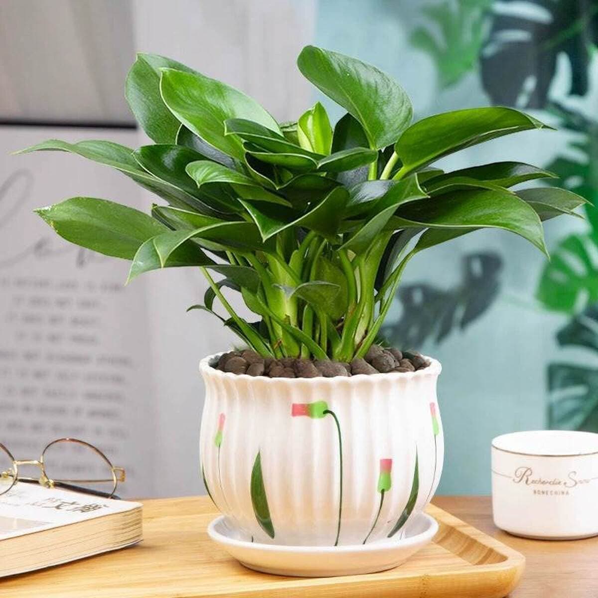 Золотистое растение в горшке, имитирующее платиновый бриллиант, с крупными зелеными листьями, гидропонное, суккулент, легко...