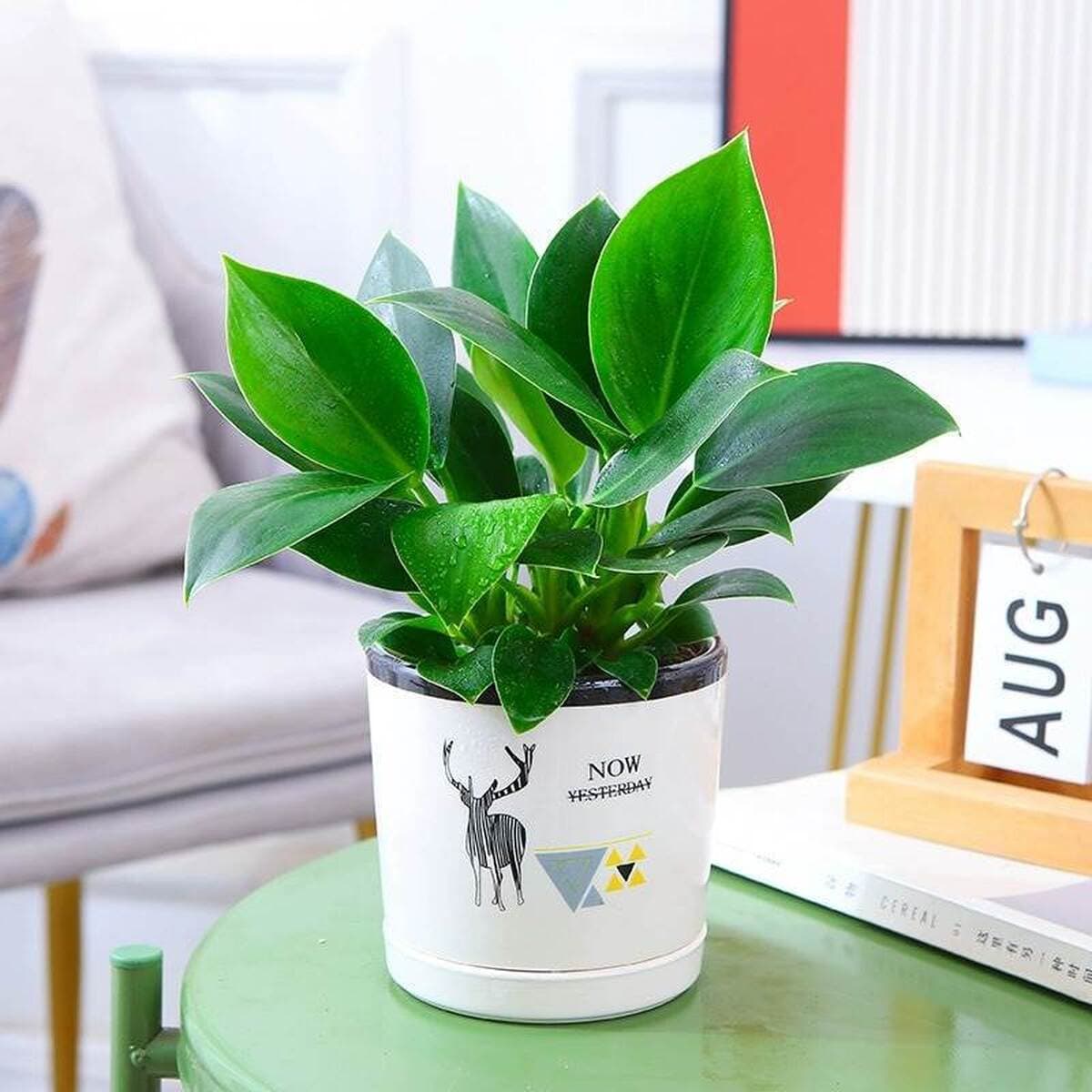 Золотистое растение в горшке, имитирующее платиновый бриллиант, с крупными зелеными листьями, гидропонное, суккулент, легко...