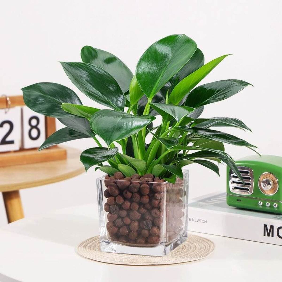 Золотистое растение в горшке, имитирующее платиновый бриллиант, с крупными зелеными листьями, гидропонное, суккулент, легко...