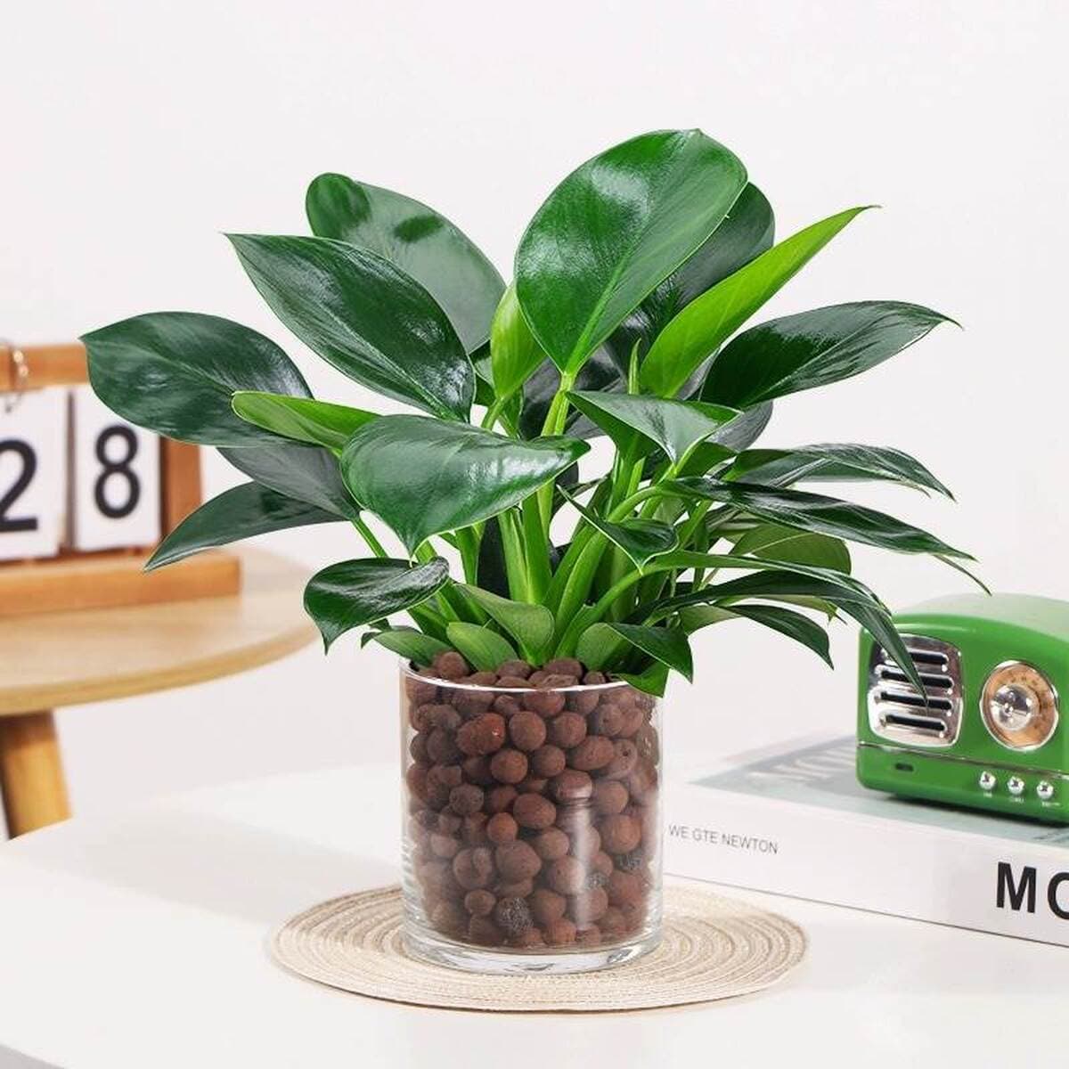Золотистое растение в горшке, имитирующее платиновый бриллиант, с крупными зелеными листьями, гидропонное, суккулент, легко...