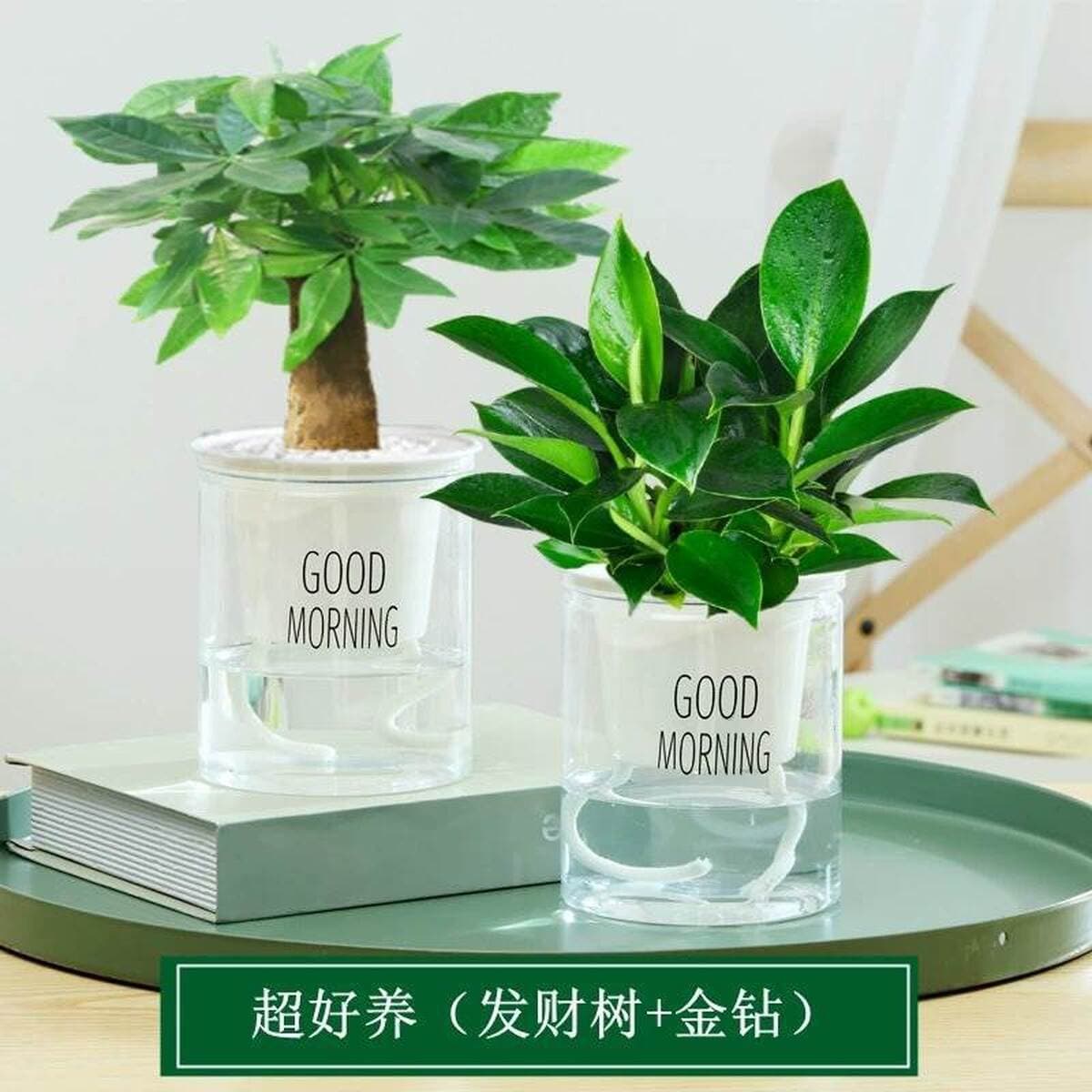 Золотистое растение в горшке, имитирующее платиновый бриллиант, с крупными зелеными листьями, гидропонное, суккулент, легко...