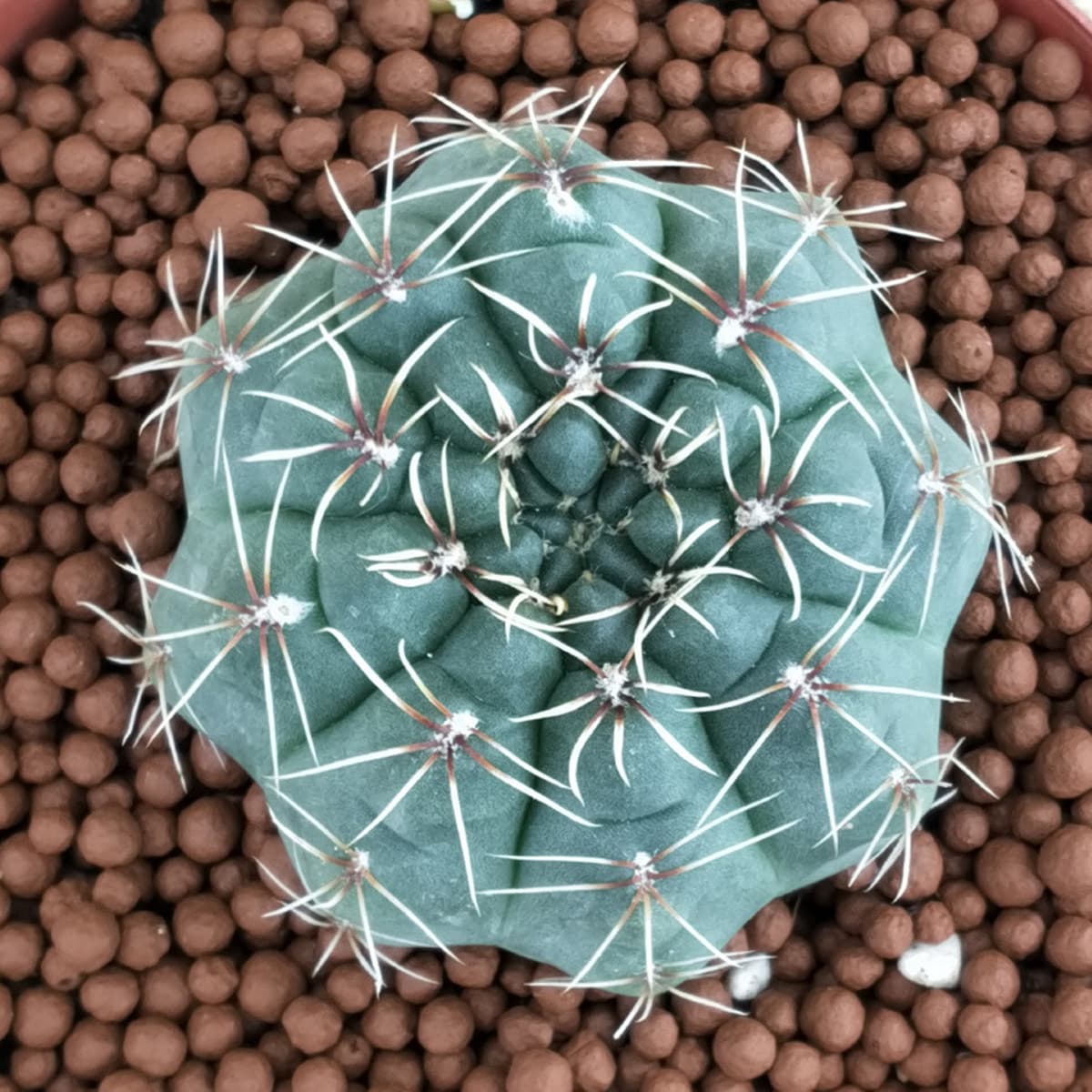 База собственного производства и продажи суккулентов оптовая продажа небольших суккулентов