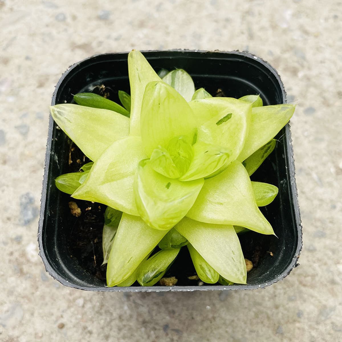 База собственного производства и продажи суккулентов оптовая продажа небольших суккулентов