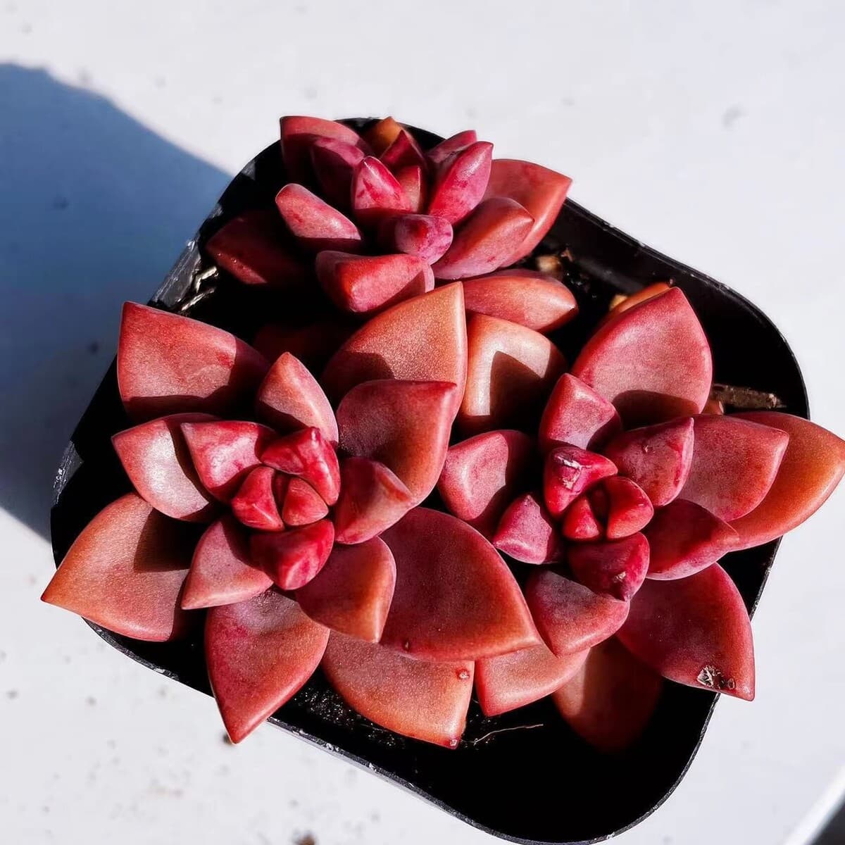 База собственного производства и продажи суккулентов оптовая продажа небольших суккулентов