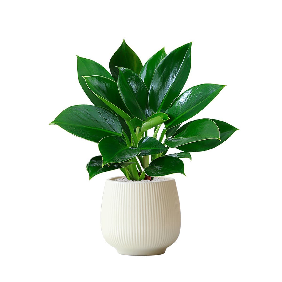 Большой горшок с золотыми бриллиантами, зеленые комнатные растения принцессы в горшках, цветы, зеленые растения для...