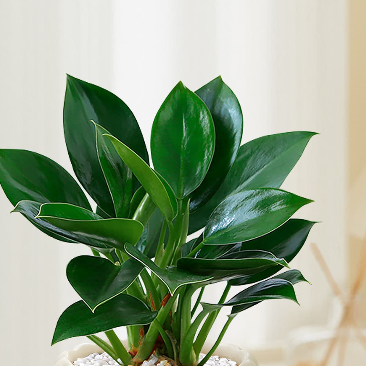 Большой горшок с золотыми бриллиантами, зеленые комнатные растения принцессы в горшках, цветы, зеленые растения для...