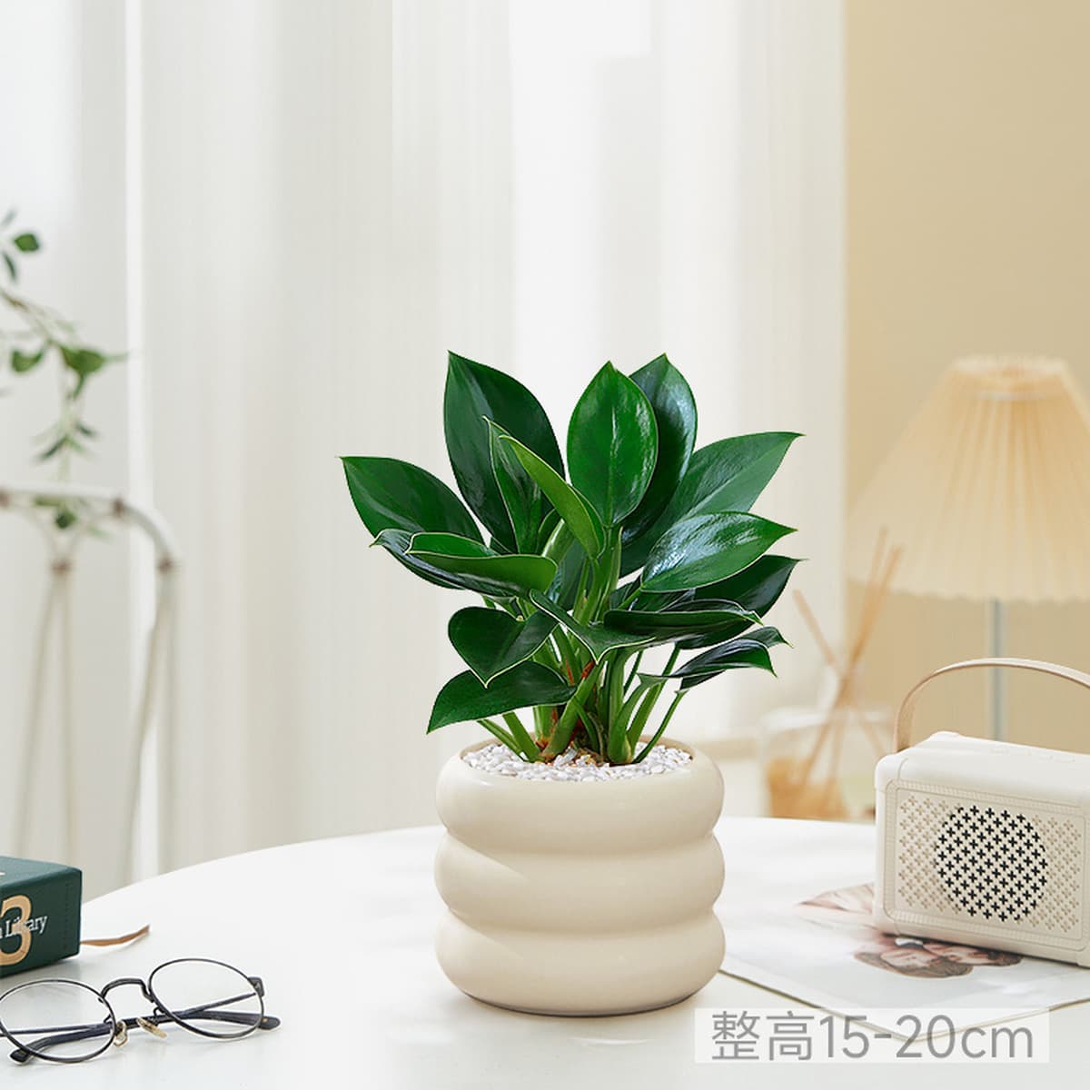 Большой горшок с золотыми бриллиантами, зеленые комнатные растения принцессы в горшках, цветы, зеленые растения для...