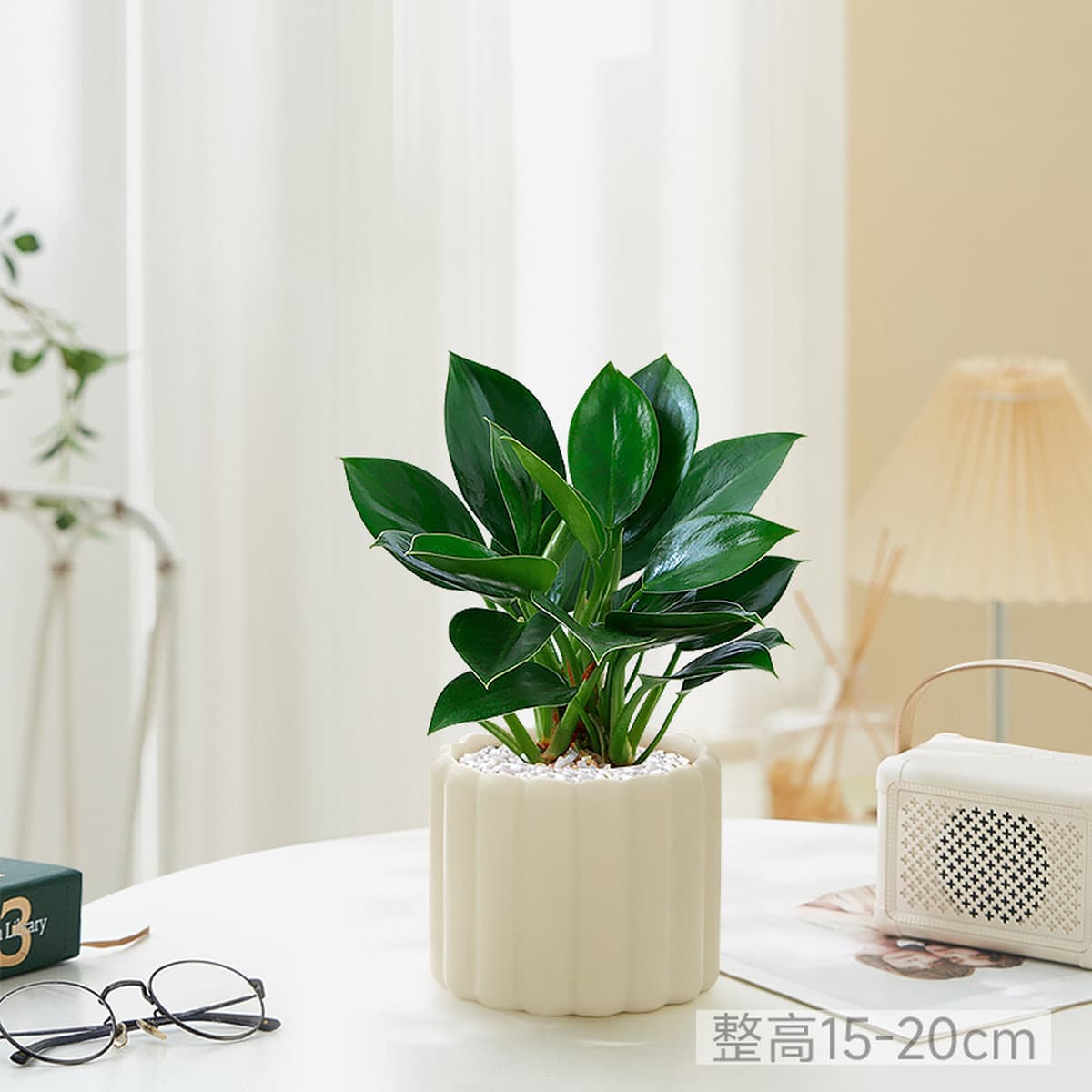 Большой горшок с золотыми бриллиантами, зеленые комнатные растения принцессы в горшках, цветы, зеленые растения для...