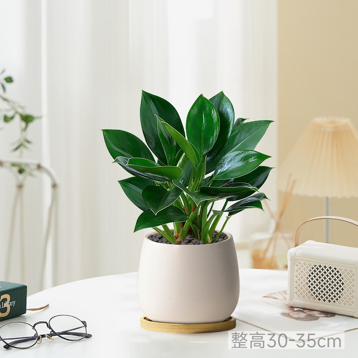 Большой горшок с золотыми бриллиантами, зеленые комнатные растения принцессы в горшках, цветы, зеленые растения для...