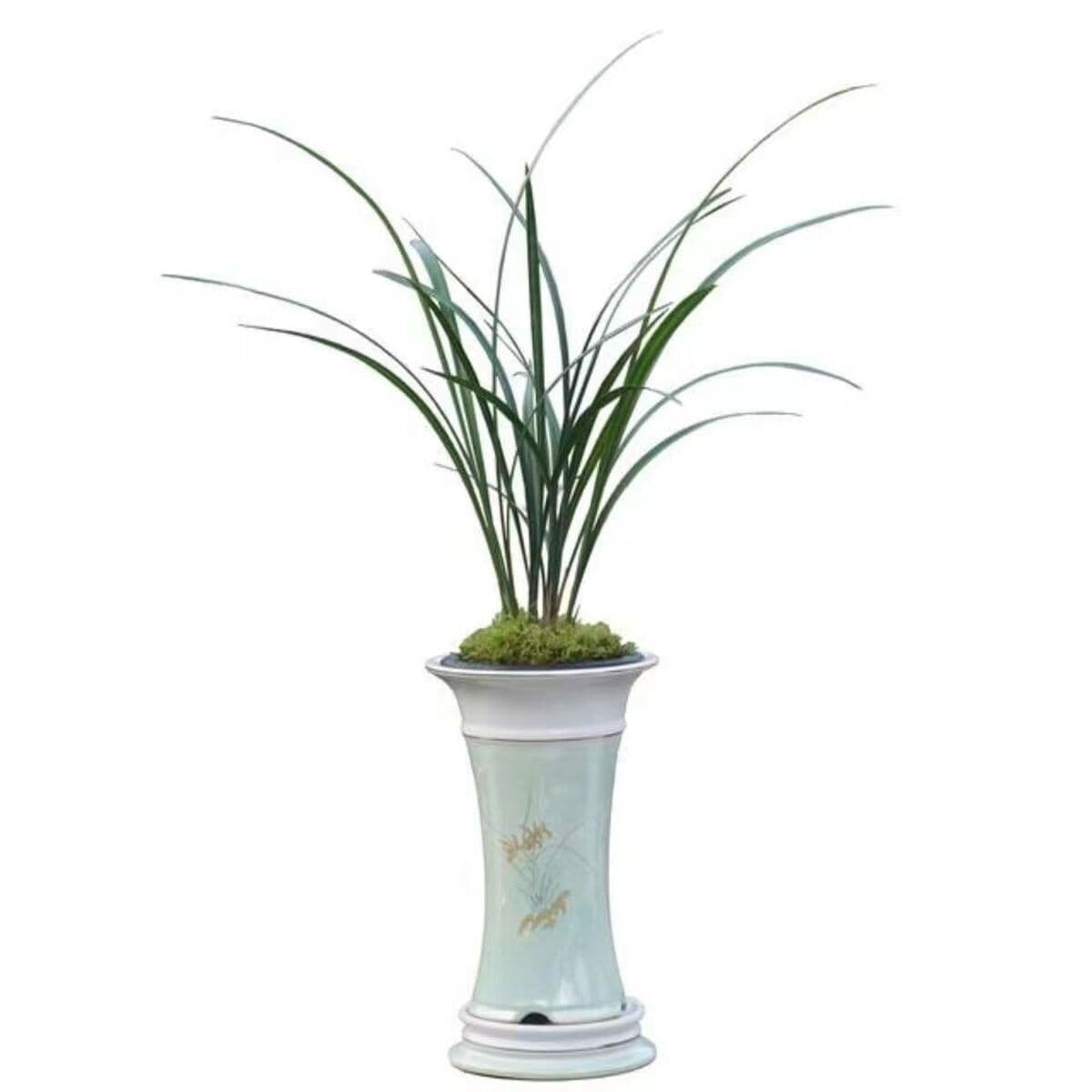 Холодная орхидея с тонкими листьями, ароматные и ценные саженцы орхидей, комнатный балкон, высококачественные зеленые...