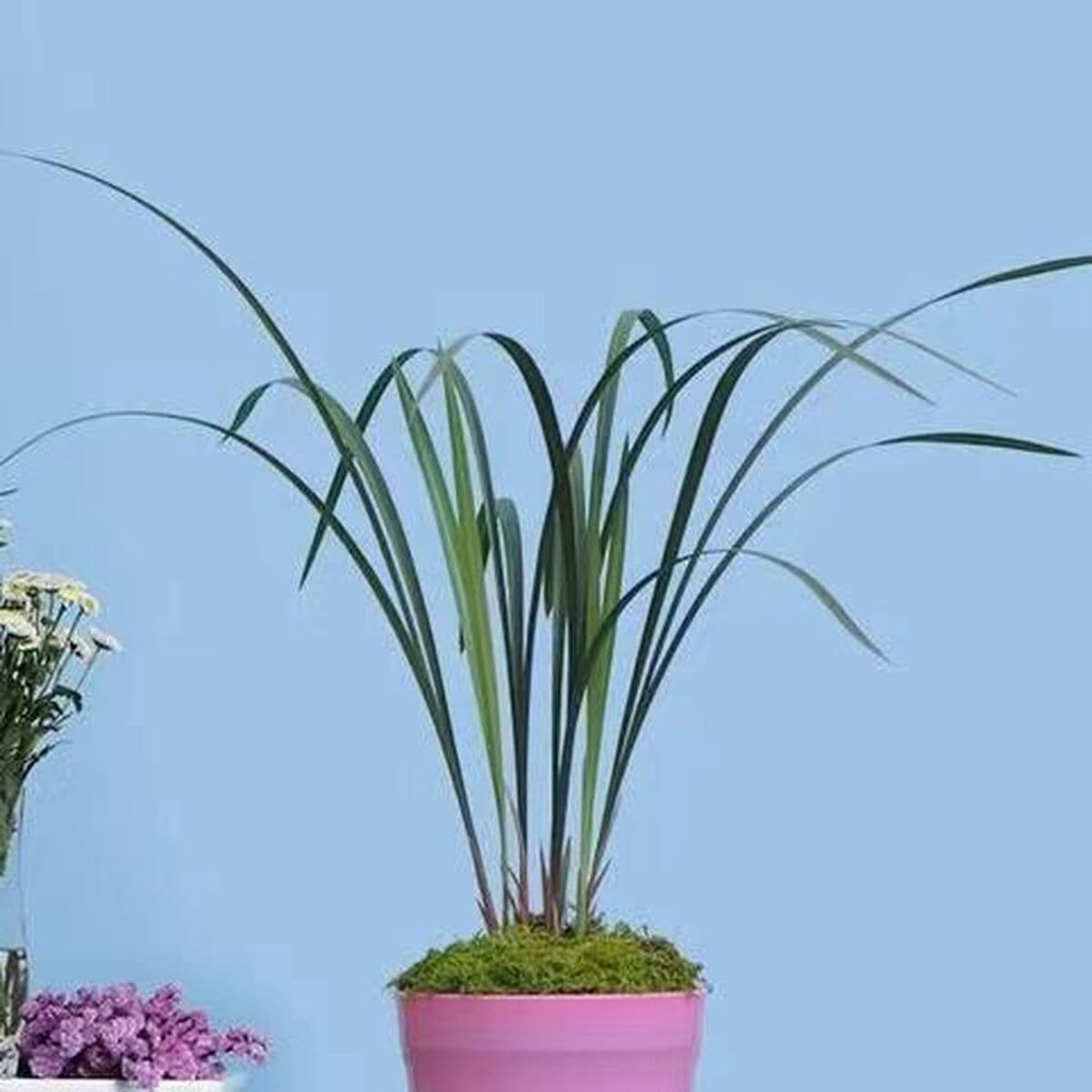 Холодная орхидея с тонкими листьями, ароматные и ценные саженцы орхидей, комнатный балкон, высококачественные зеленые...