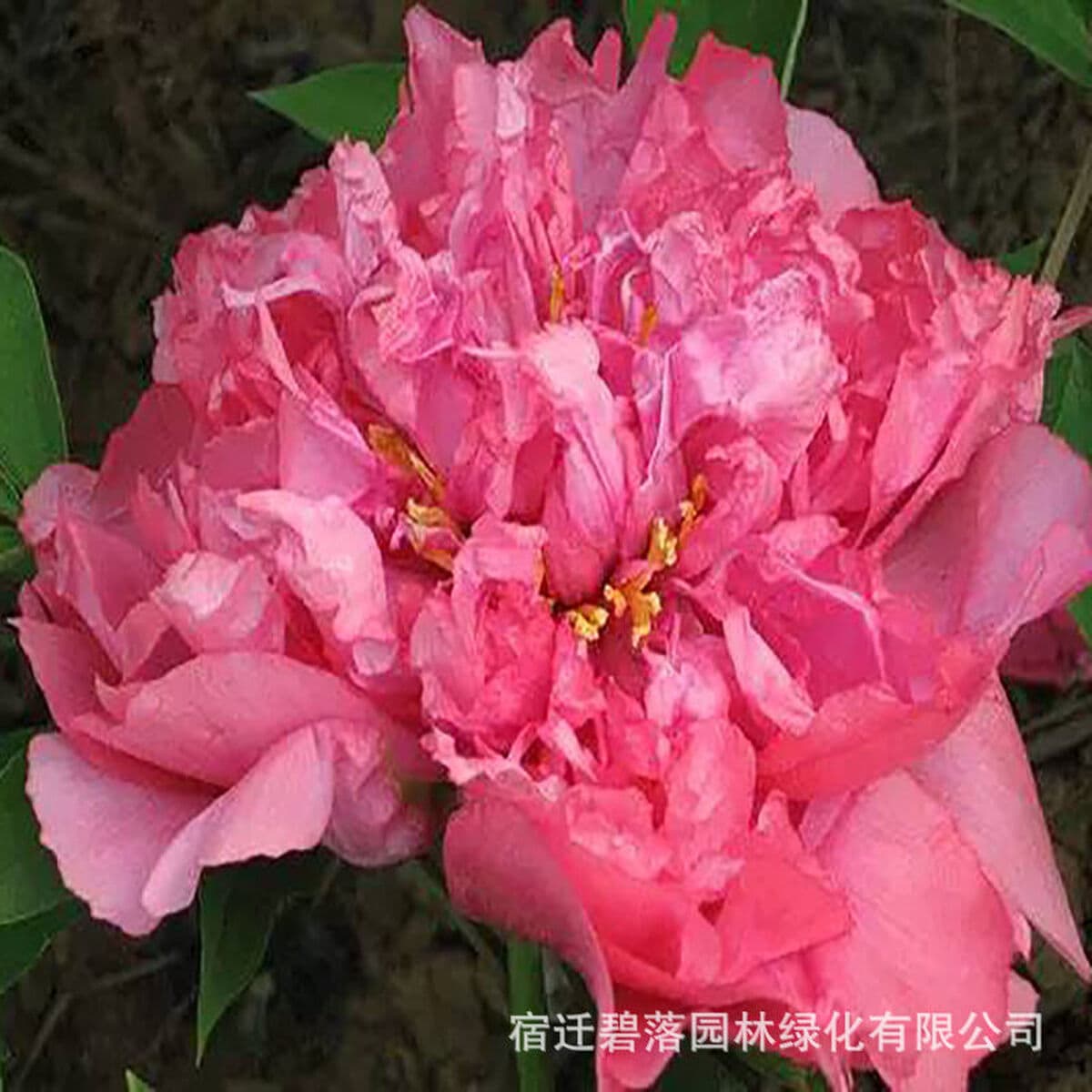 Саженцы пиона из Луояня, крупные саженцы, цветущие растения, комнатные цветы, легко выращиваемые растения в горшках, саженцы...