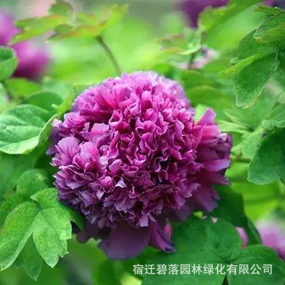 Саженцы пиона из Луояня, крупные саженцы, цветущие растения, комнатные цветы, легко выращиваемые растения в горшках, саженцы...