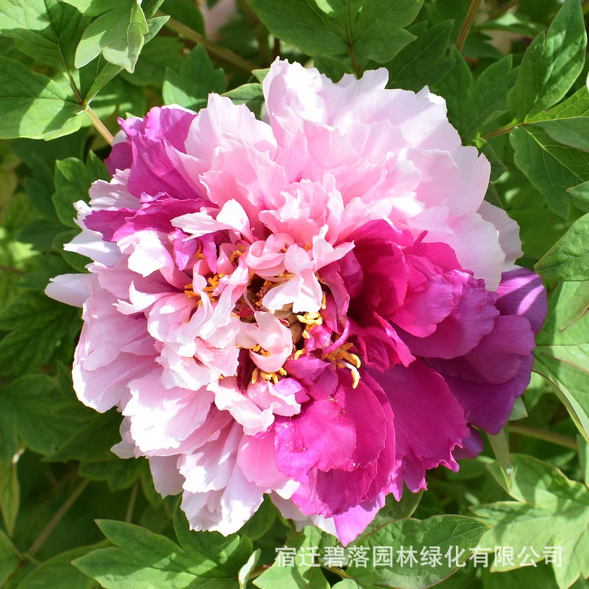 Саженцы пиона из Луояня, крупные саженцы, цветущие растения, комнатные цветы, легко выращиваемые растения в горшках, саженцы...