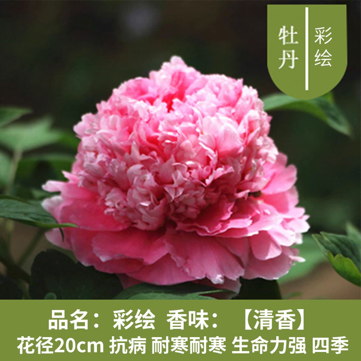 Саженцы пиона из Луояня, крупные саженцы, цветущие растения, комнатные цветы, легко выращиваемые растения в горшках, саженцы...