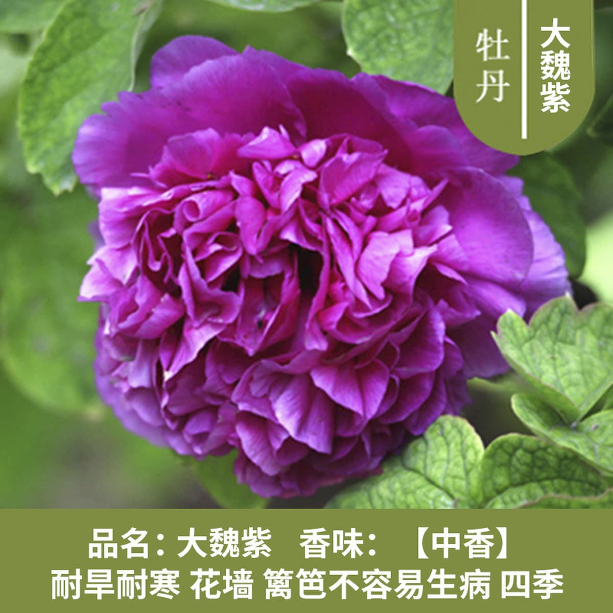 Саженцы пиона из Луояня, крупные саженцы, цветущие растения, комнатные цветы, легко выращиваемые растения в горшках, саженцы...