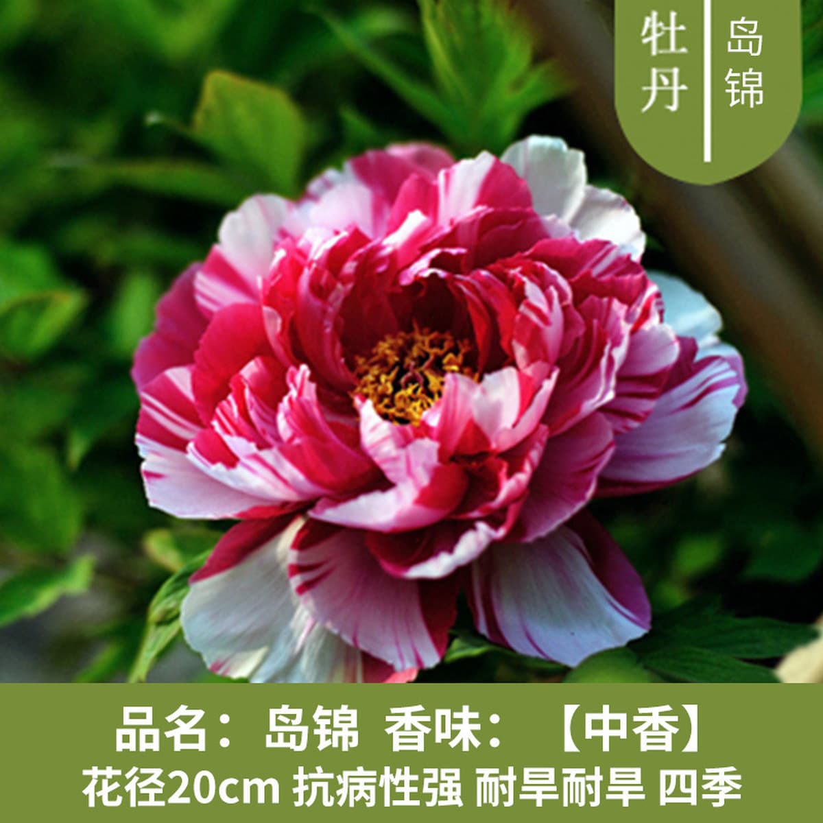 Саженцы пиона из Луояня, крупные саженцы, цветущие растения, комнатные цветы, легко выращиваемые растения в горшках, саженцы...