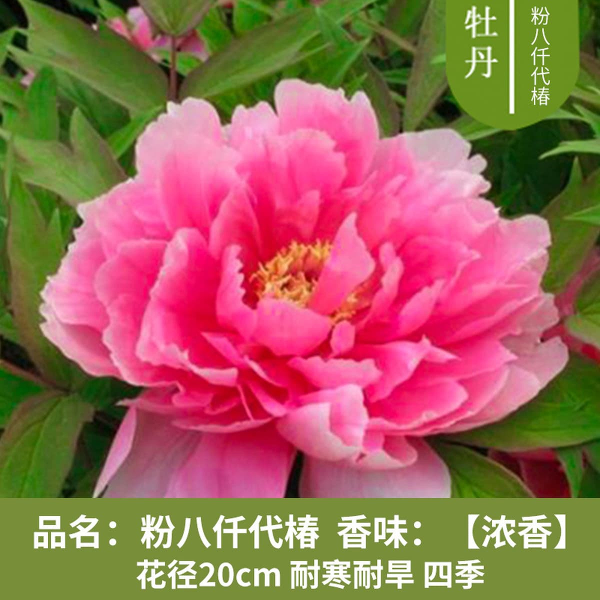 Саженцы пиона из Луояня, крупные саженцы, цветущие растения, комнатные цветы, легко выращиваемые растения в горшках, саженцы...