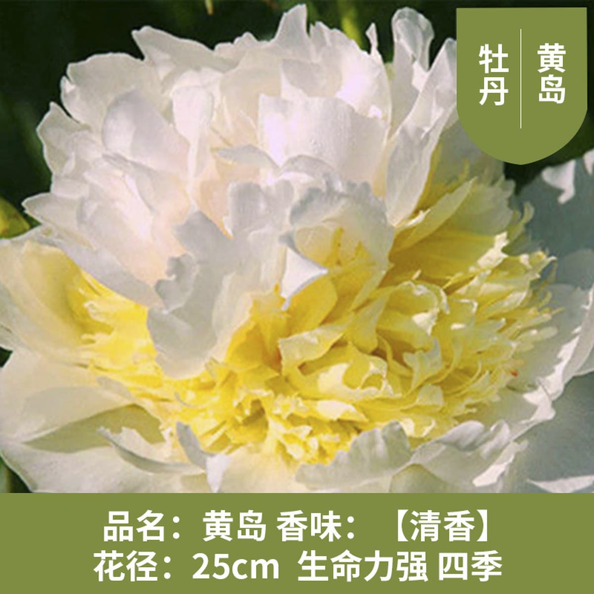 Саженцы пиона из Луояня, крупные саженцы, цветущие растения, комнатные цветы, легко выращиваемые растения в горшках, саженцы...