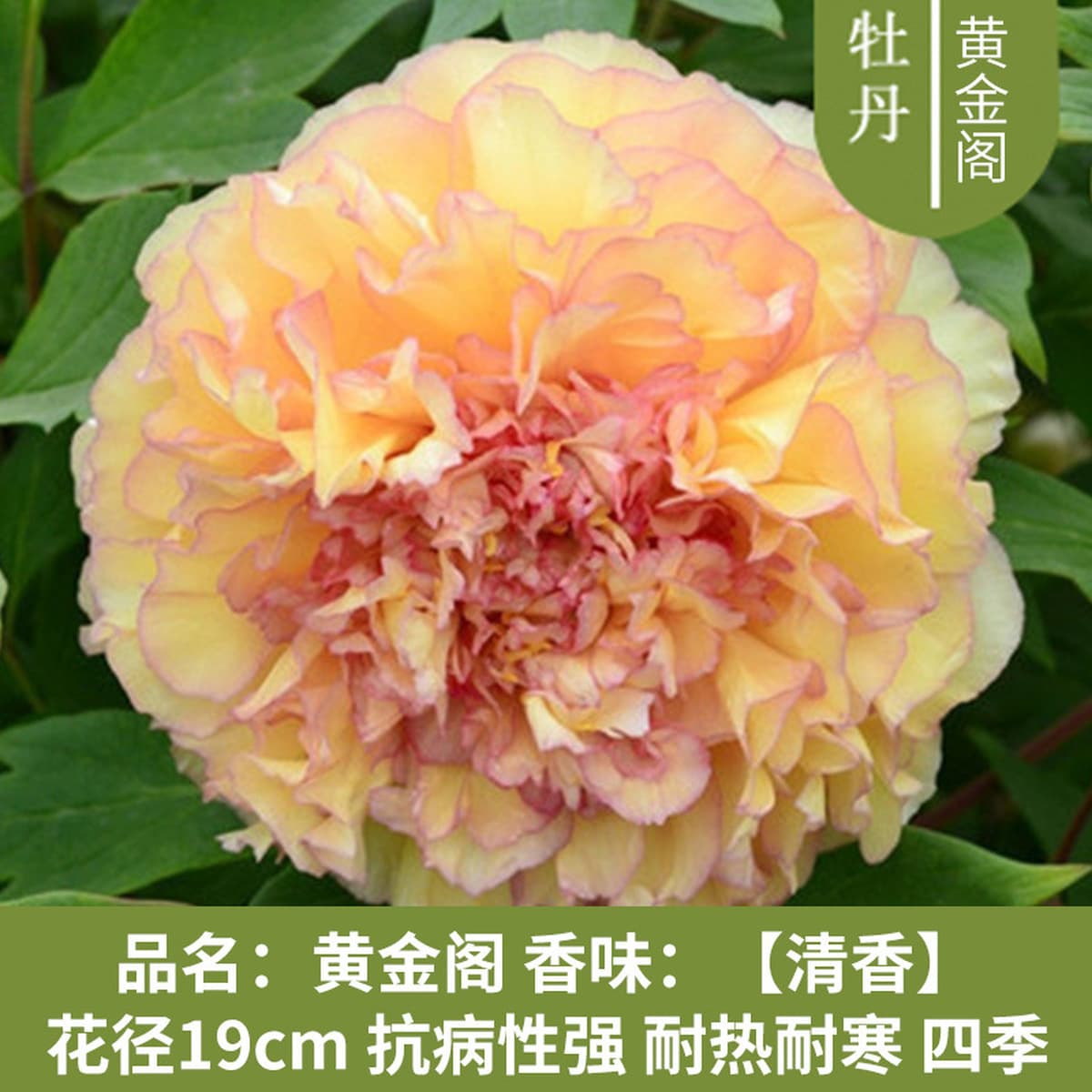 Саженцы пиона из Луояня, крупные саженцы, цветущие растения, комнатные цветы, легко выращиваемые растения в горшках, саженцы...