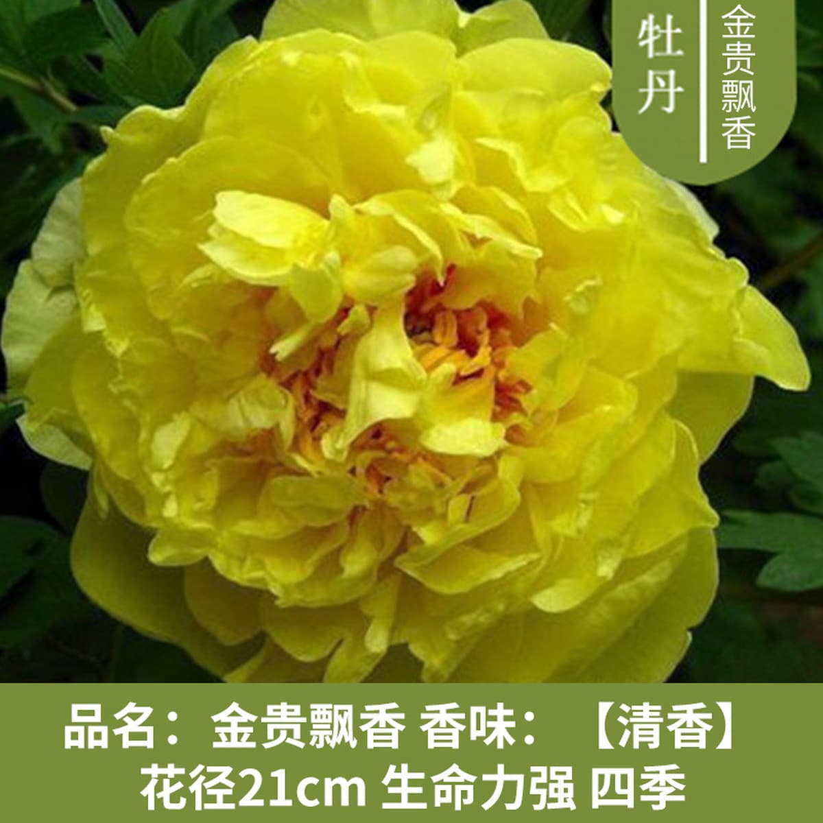 Саженцы пиона из Луояня, крупные саженцы, цветущие растения, комнатные цветы, легко выращиваемые растения в горшках, саженцы...