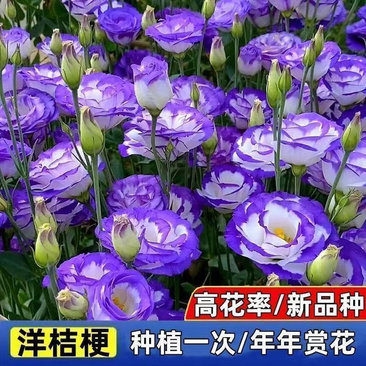 Семена лизиантуса двуцветкового для трансграничной электронной торговли, для круглогодичного выращивания в помещении, легко...