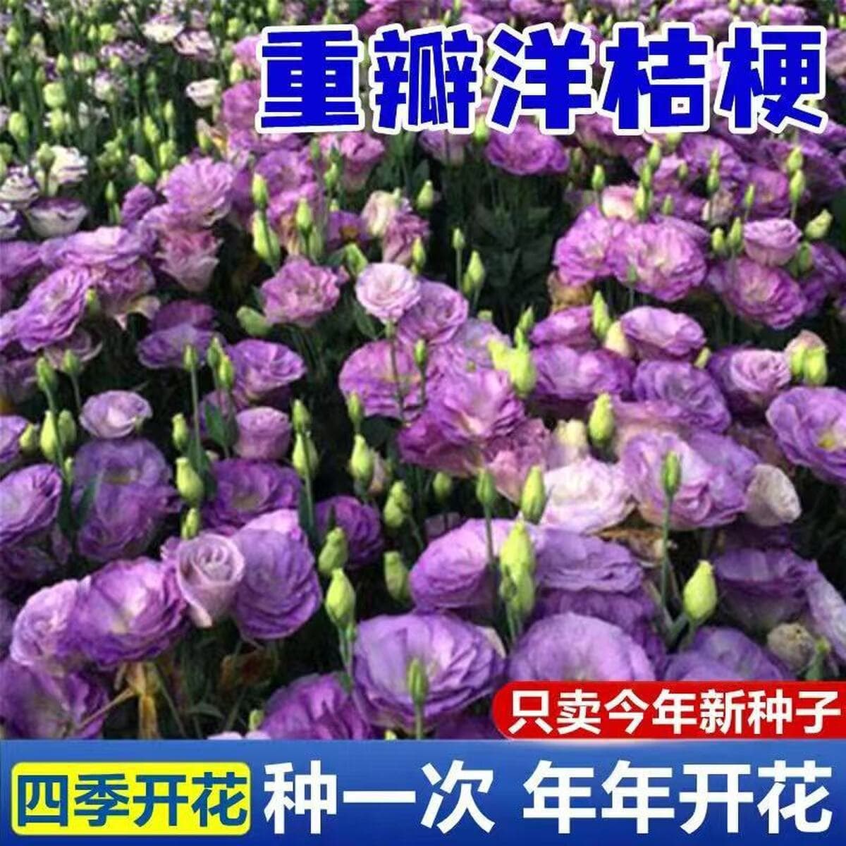 Семена лизиантуса двуцветкового для трансграничной электронной торговли, для круглогодичного выращивания в помещении, легко...