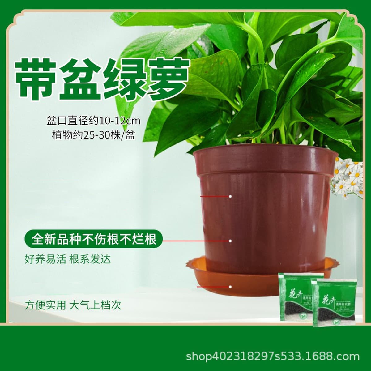 Оптовые комнатные горшечные зеленые растения для очистки воздуха, цветы, зеленые подвесные орхидеи, бонсай напрямую с базы.