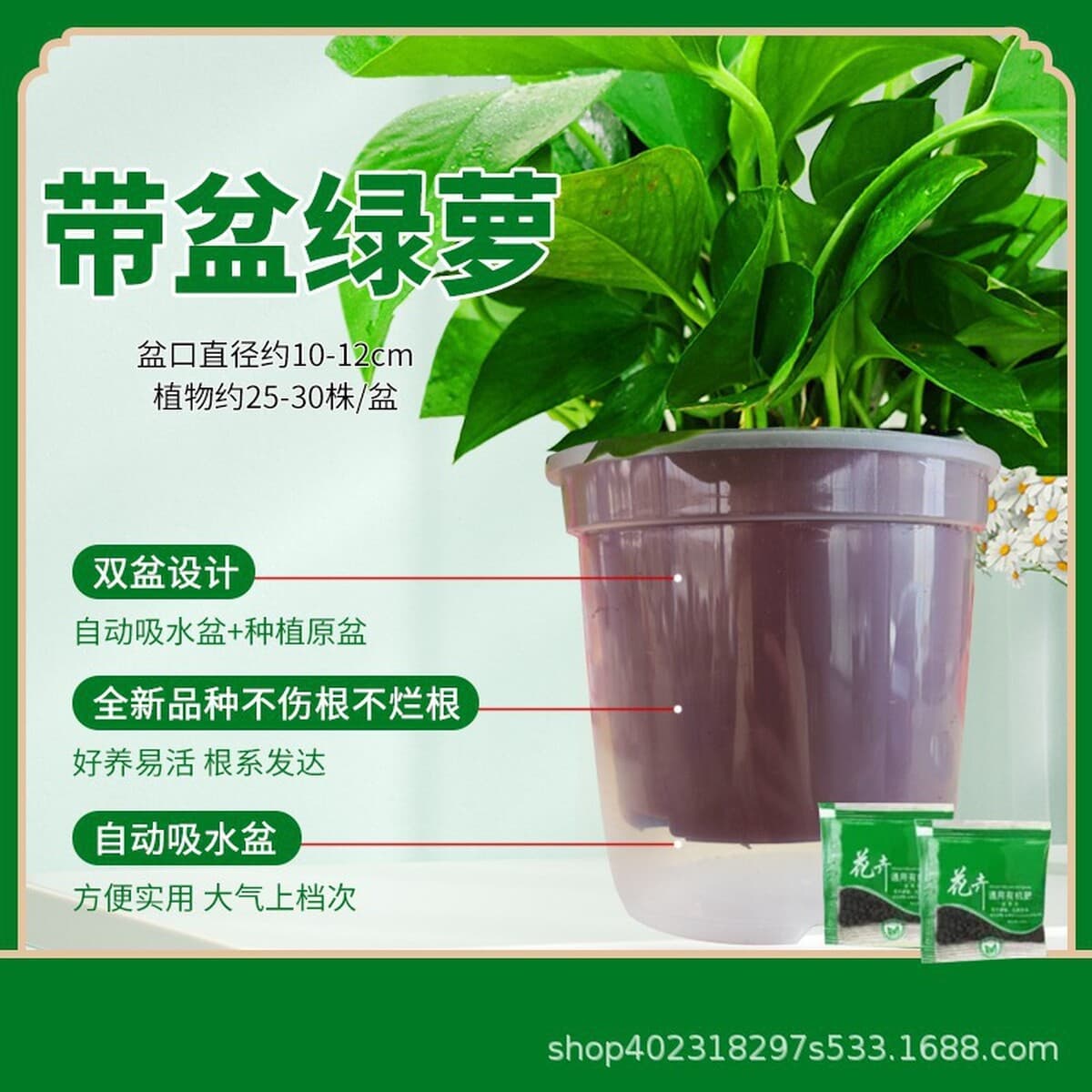 Оптовые комнатные горшечные зеленые растения для очистки воздуха, цветы, зеленые подвесные орхидеи, бонсай напрямую с базы.