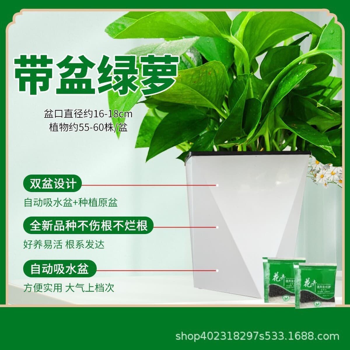 Оптовые комнатные горшечные зеленые растения для очистки воздуха, цветы, зеленые подвесные орхидеи, бонсай напрямую с базы.