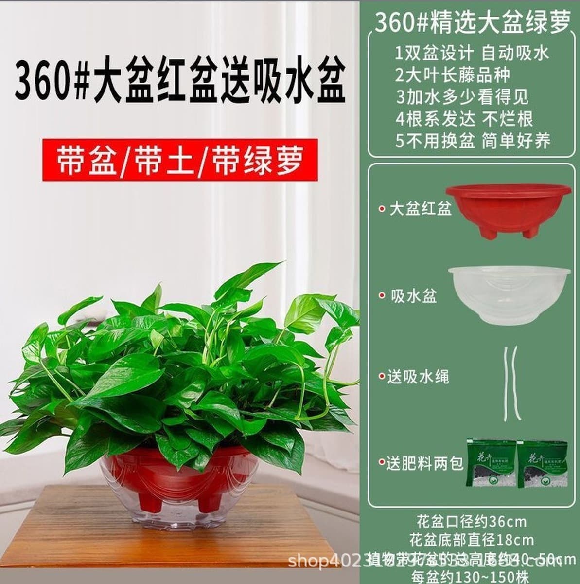 Оптовые комнатные горшечные зеленые растения для очистки воздуха, цветы, зеленые подвесные орхидеи, бонсай напрямую с базы.